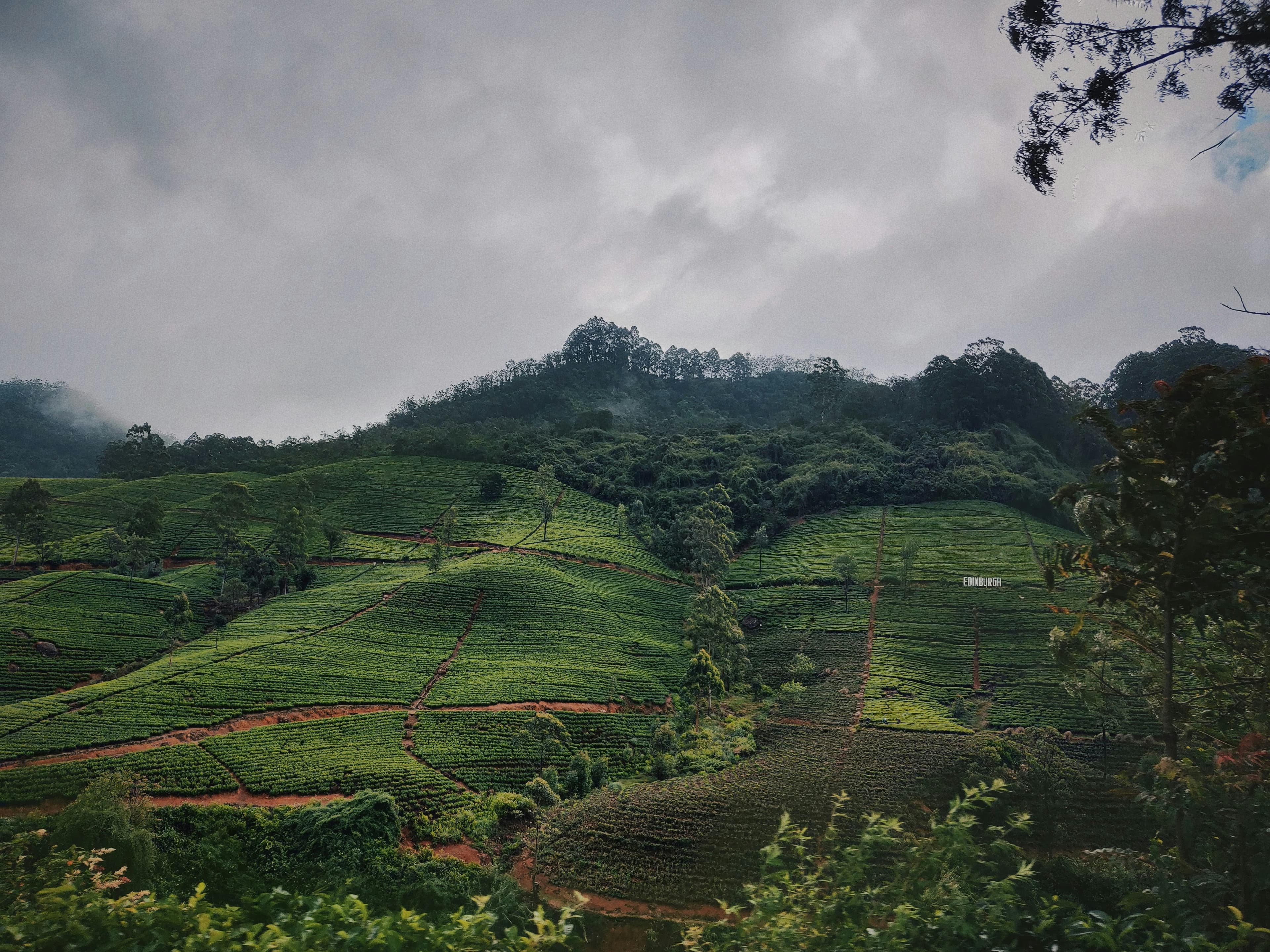 Green tea fields with mountains beyond