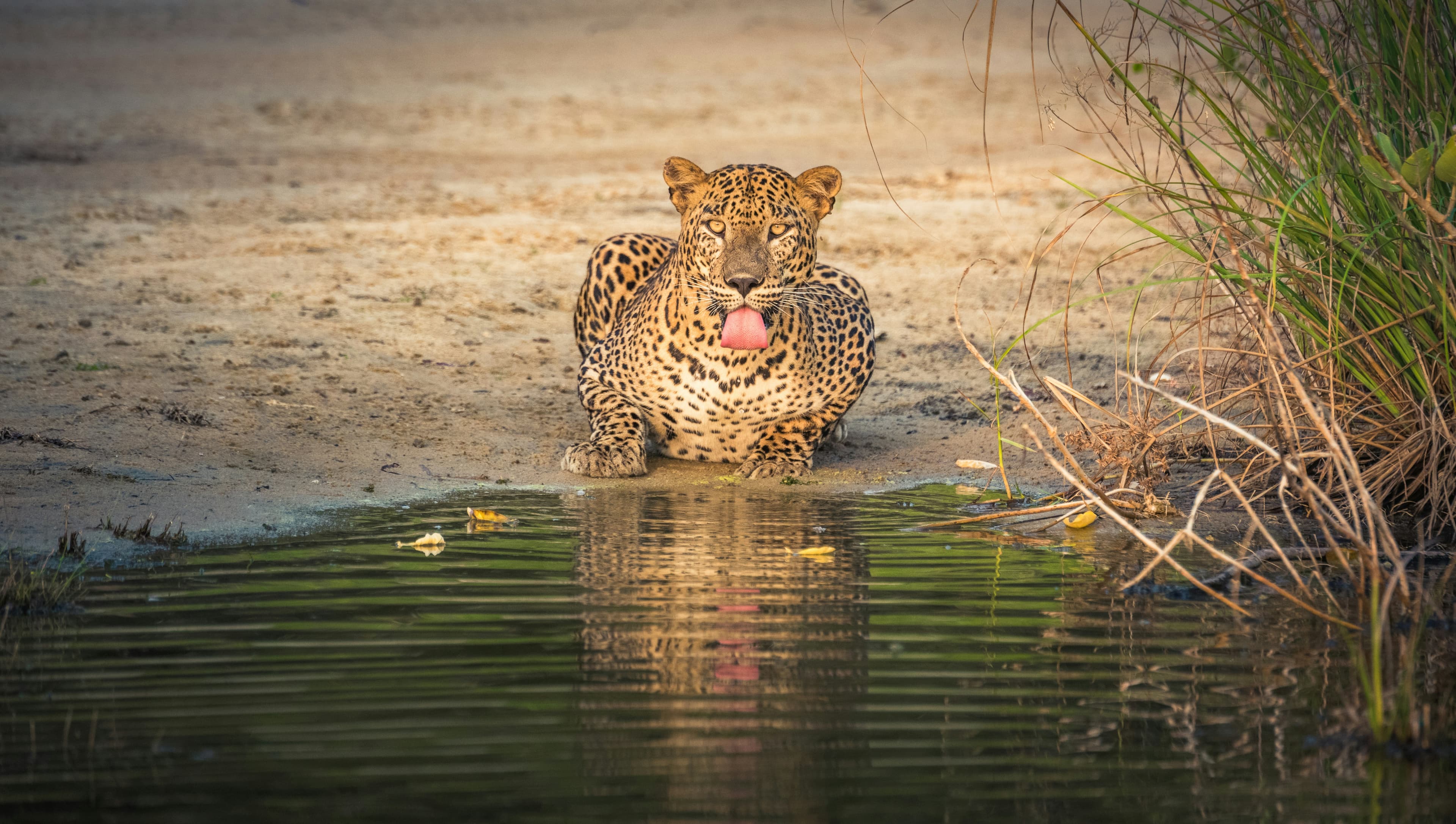 A leopard standing in water in Yala National Park
