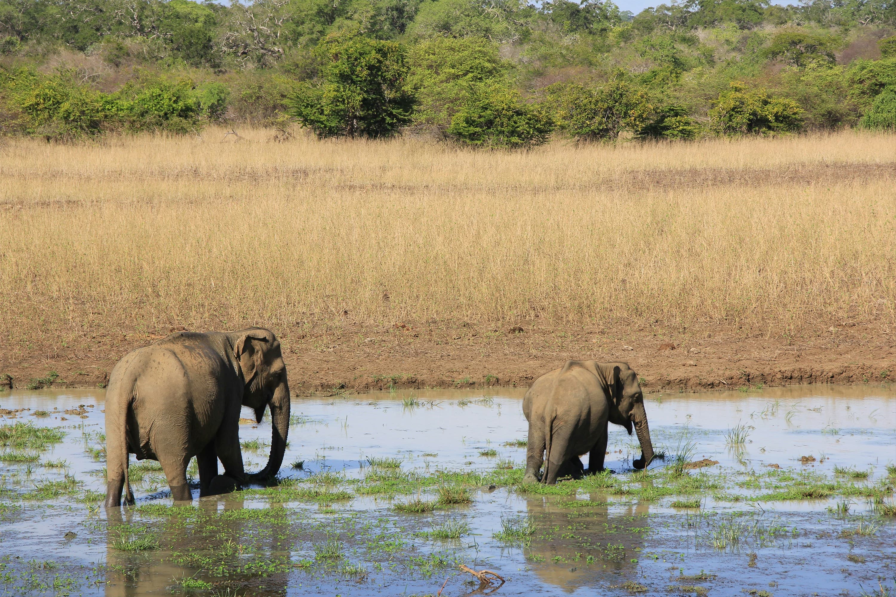 Two elephants standing in water