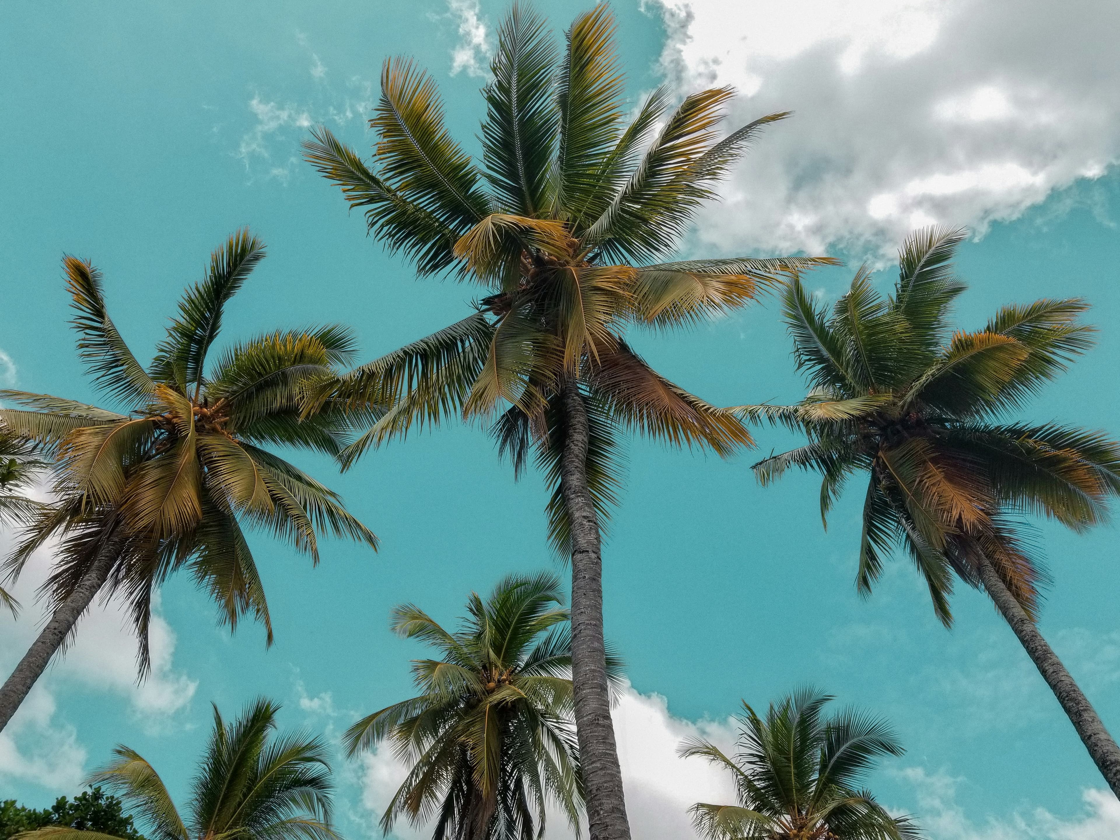 Palm trees blowing in the wind beside the beach at Bentota